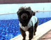 Premium Dog Suite ＜愛犬同宿＞