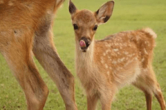 【お子様「鹿」デビュー！！】マイカーでGO♪《駐車無料》《幼児無料》鹿せんべい付♪/２食付