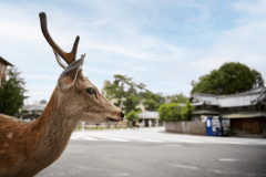 【鹿さん応援プロジェクト】SAVE　THE　DEER《鹿の子模様の風呂敷付き》/2食付