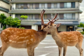 【朝食付】興福寺の鐘の音で目覚める朝　一粒一粒ふっくら「感動かまど炊きごはん」と大和のお茶粥付和定食