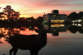 【鹿さん応援プロジェクト】SAVE　THE　DEER《鹿の子模様の風呂敷付き》/2食付