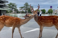 【ほっこり鍋プラン】古都でコトコト♪あったか飛鳥鍋/　2　食付