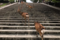 【早得★ファミリー】家族旅行は早期予約がお得♪鹿せんべいとデザート一品追加でお子様ハッピー旅/2食付