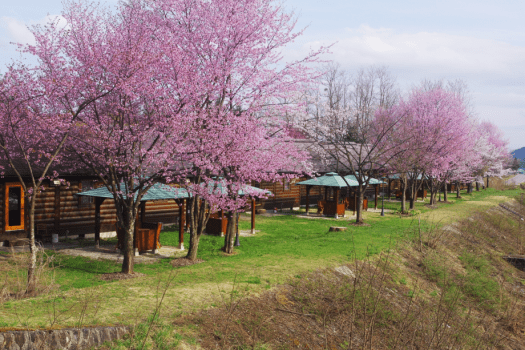 リバーサイドコテージ横の桜並木