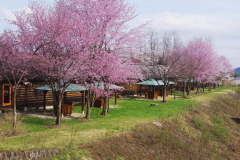 リバーサイドコテージ横の桜並木