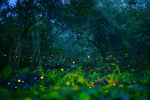 ホタルが彩る幻想的な特別な夜をグランピングで。蛍鑑賞ツアー付きプラン