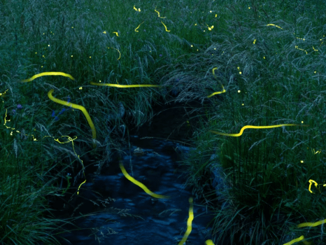 ホタルが彩る幻想的な特別な夜をグランピングで。蛍鑑賞ツアー付きプラン