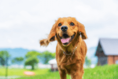 【DOG cabin】ドッグキャビン（トイレ・シャワー・プロジェクター付）