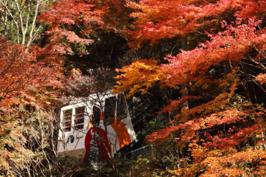 駐車場より『ケーブルカー』で昇ります！紅葉時期
