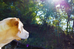 【犬同伴可能】Type　ドッグキャビン