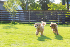 【専用ドッグラン＆サウナ付き】ドッグドーム／愛犬同伴OK🐾