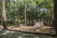 森林サイトS（Eサイト）