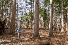 D2（森林サイトL）