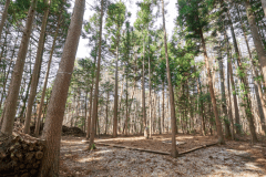 D3（森林サイトL）