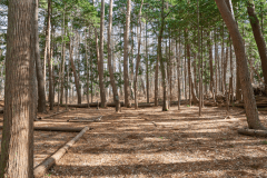 D4（森林サイトL）