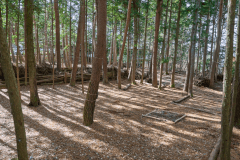 D4（森林サイトL）