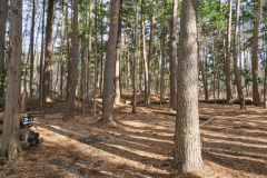 D4（森林サイトL）