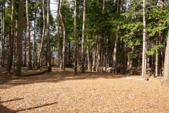 D5（森林サイトL）