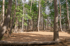 D5（森林サイトL）