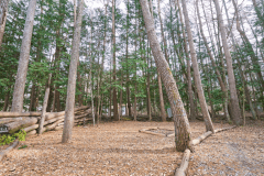 E4（森林サイトM）