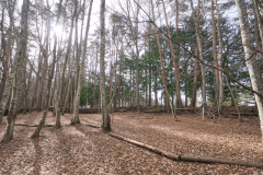 F2（リゾート森林サイトＬ）