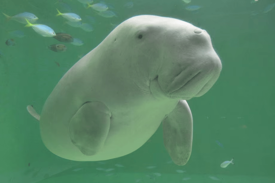 【鳥羽水族館チケット付プラン】かわいいに癒される休日(1泊2食)