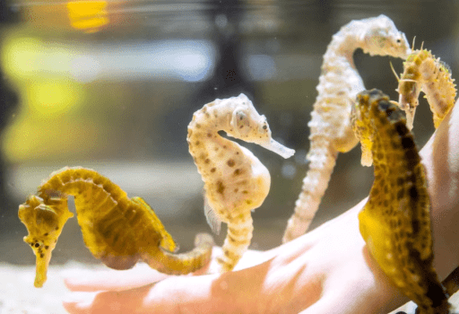 【伊勢シーパラダイスチケット付き】ゼロ距離で出会う、感動のふれあい体験旅(1泊2食)