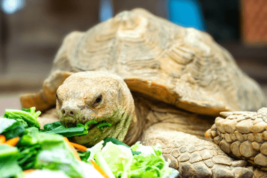 【伊勢シーパラダイスチケット付き】ゼロ距離で出会う、感動のふれあい体験旅(1泊2食)