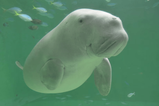 【鳥羽水族館チケット付プラン】かわいいに癒される休日(1泊2食)