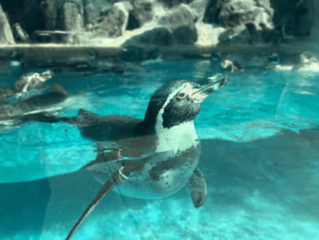 【鳥羽水族館チケット付プラン】かわいいに癒される休日(1泊2食)