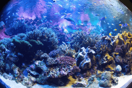【鳥羽水族館チケット付プラン】かわいいに癒される休日(1泊2食)