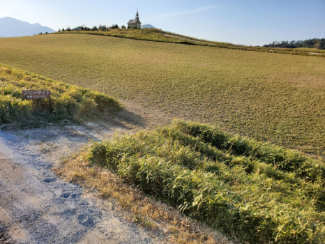【キャンプ】フリーサイト（ペット可）