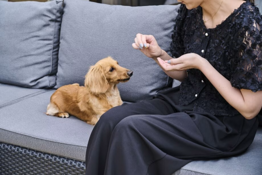 愛犬とのご滞在イメージ