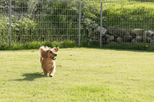 【ペット連れプラン】【素泊まりプラン】★お好きな食材を自由に持ち込みOK★
