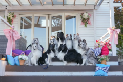 愛犬オフ会プラン