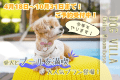 《室数限定🐾わんちゃんプール解禁プラン》4月18日～10月31日まで！水遊びが大好きなわんちゃんとプールで遊ぼう【選べる1泊2食付き】