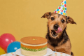 【愛犬との記念日をお祝い✨】1日1組限定!豪華食材の愛犬用オペラケーキ&お部屋の飾り付け🐾<選べる1泊2食付き> 【愛犬との記念日をお祝い✨】1日1組限定!豪華食材の愛犬用オペラケーキ&お部屋の飾り付け🐾<選べる1泊2食付き>