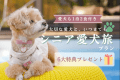 【シニア愛犬旅 1日1組限定】愛犬の健康をサポートする特典&わんこ用夕朝食付き<選べる1泊2食付きプラン> 【シニア愛犬旅 1日1組限定】愛犬の健康をサポートする特典&わんこ用夕朝食付き<選べる1泊2食付きプラン>