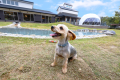 【全面芝生のドッグラン広場】小山や水遊び場など愛犬が楽しめる空間。ワンちゃんのワクワクが止まらない！