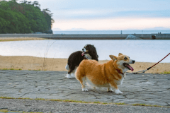 【ペットと泊まれるコンパクトトレーラーステイ】定員4名