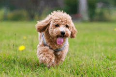 ◆Dog Dome◆6M dome-shaped tent・30㎡ーwith a private dog runー