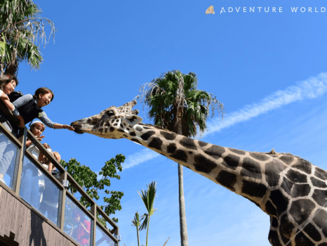 *【アドベンチャーワールド】当館からお車で約15分！サファリ「WOW！ツアー」