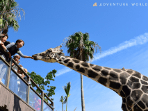 *【アドベンチャーワールド】当館からお車で約15分！サファリ「WOW！ツアー」