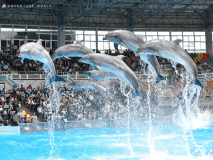 *【アドベンチャーワールド】当館からお車で約15分！マリンライブ「Smiles」