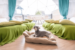 愛犬同伴OK！デラックスルーム［露天風呂・テントサウナ付き］※要ワクチン証明書・ペットなしでも宿泊可