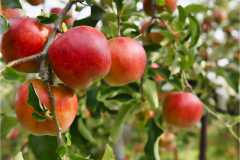 ■グランピングヴィラ■3ベッドルーム・118㎡＜The Apple＞-1棟貸切・2階建てヴィラ-