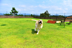 【可攜帶愛犬】狗狗圓頂房