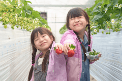 【いちご狩り／スタンダードBBQ】レッドパール食べ放題プラン（FREE DRINK付き／宿泊翌日のアクティビティ）