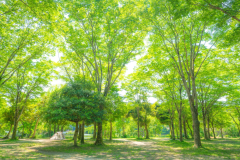 フリーサイト　(テントorタープ)１張