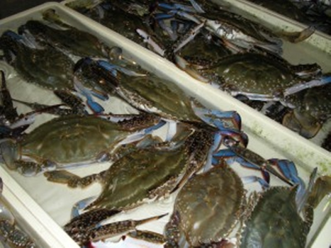 伊勢湾でカニと言えばズ○イでもタ○バでもなく、このワタリガニです!!夏はオスが、冬は子持ちのメスがおススメ 伊勢湾でカニと言えばズ○イでもタ○バでもなく、このワタリガニです!!夏はオスが、冬は子持ちのメスがおススメ